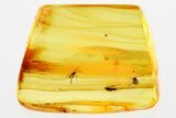 Two Fossil Dagger Flies and a Fungus Gnat In Baltic Amber #335859-1